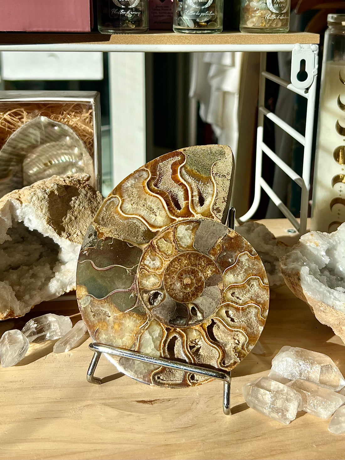 Ammonite