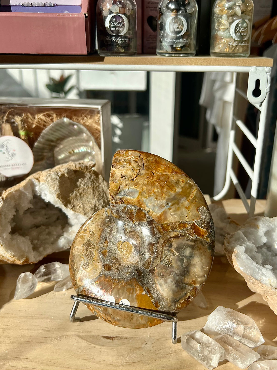 Ammonite