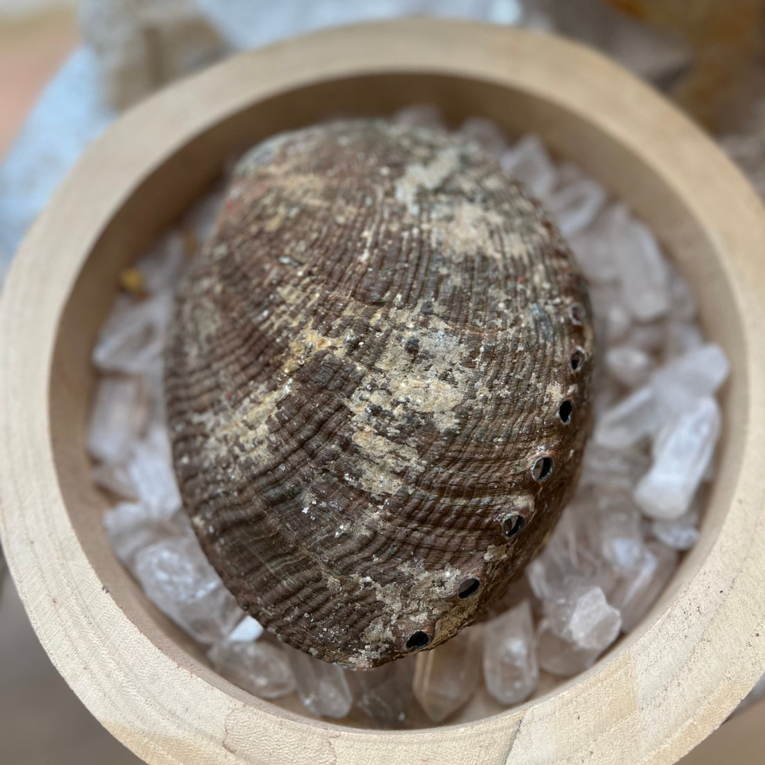 fumigation coquillage