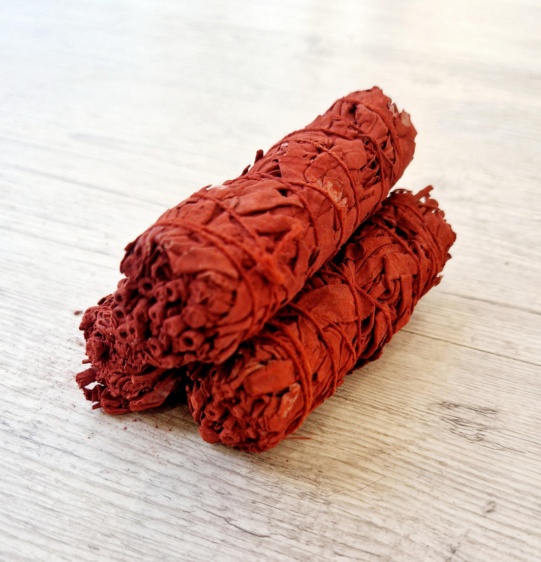 Sauge Sang de Dragon 10cm