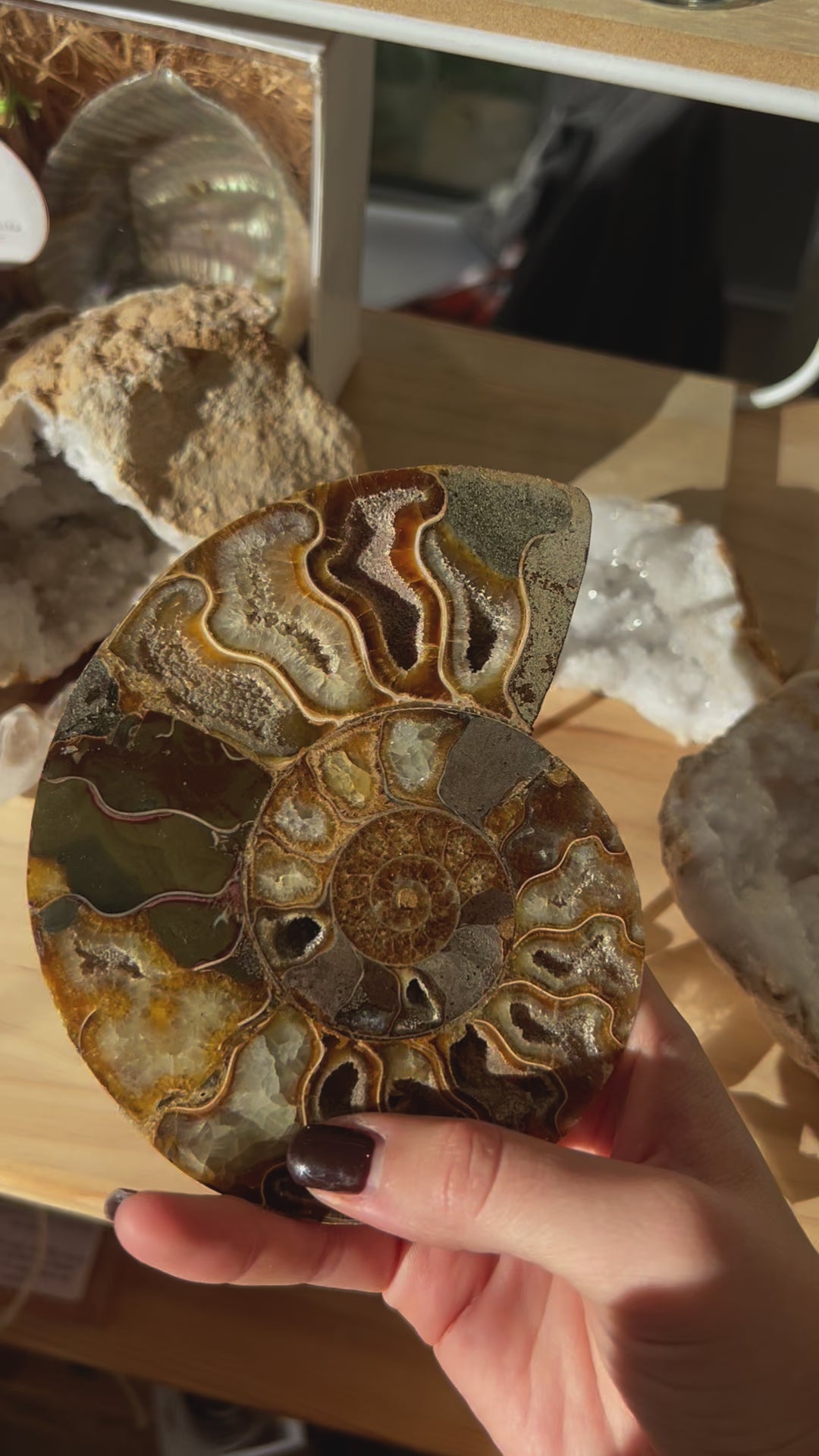 Ammonite