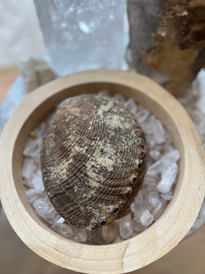 Coquille D’ormeau (Abalone)